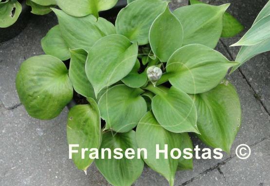 Hosta Monster Ears - Fransen Hostas